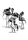 Flamingos im Wasser